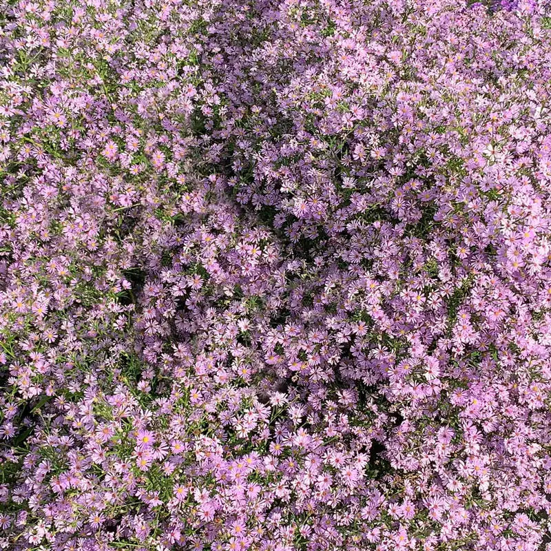 Wow Aster in Pink - Shop Pink Asters | Spring Hill Nursery
