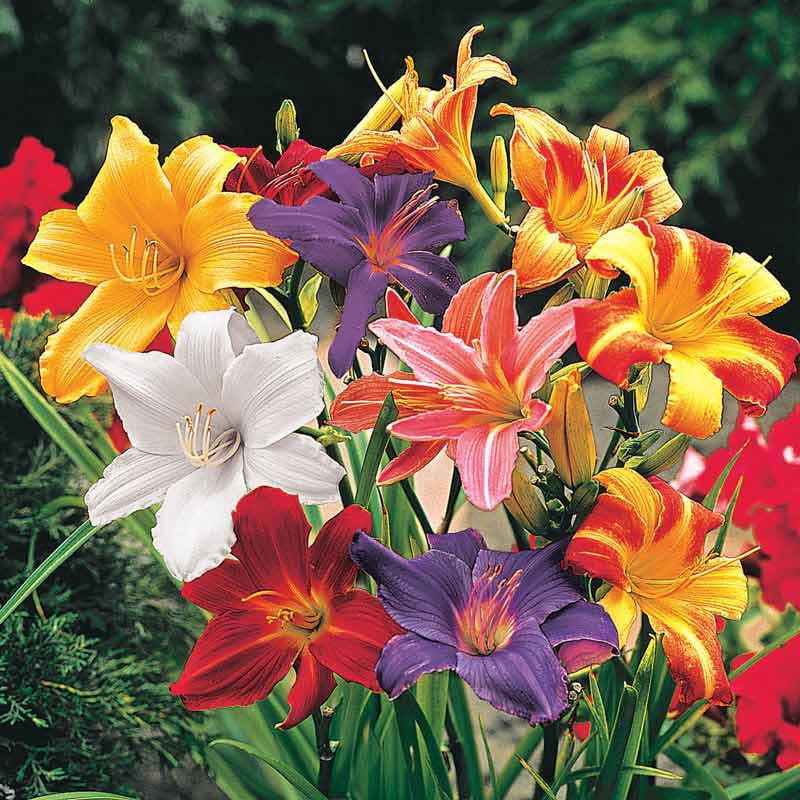 Vibrant Dwarf Daylilies Colors: A Guide to Choosing the Perfect Hues