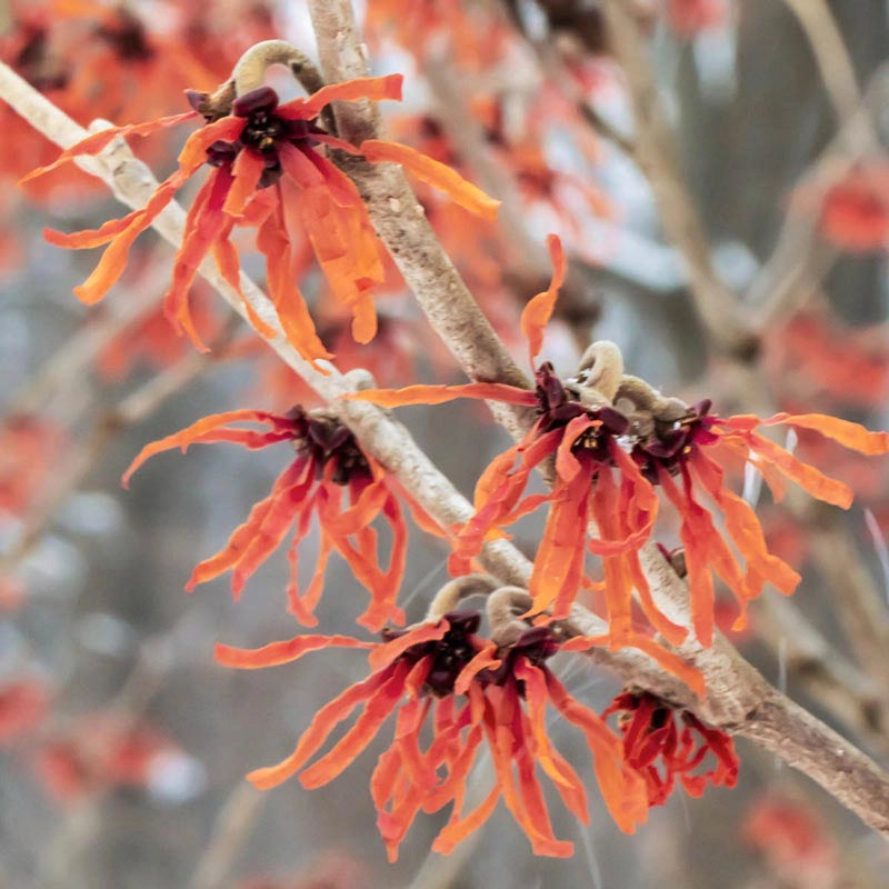 Diane Witch Hazel Plant
