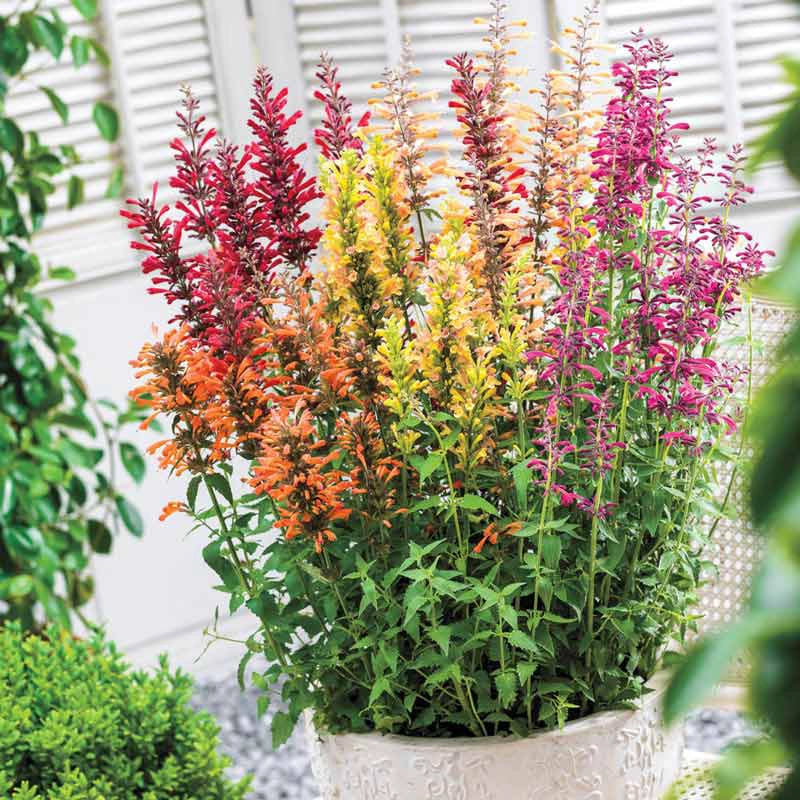 Nectar Hummingbird Mint Mixture Spring Hill Nurseries Spring Hill Nursery