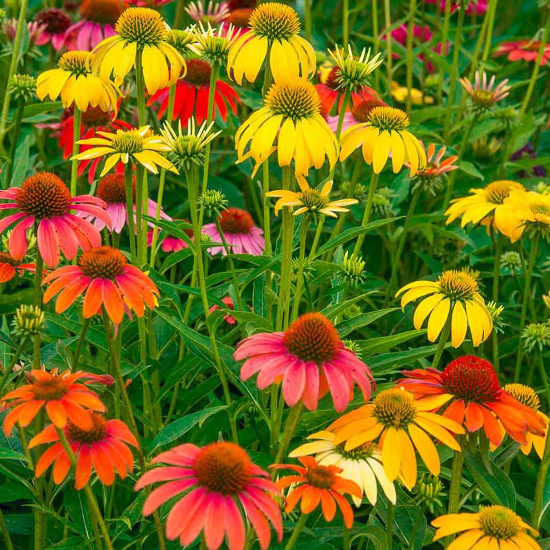 Cheyenne Spirit Echinacea | Spring Hill Nurseries – Spring Hill Nursery