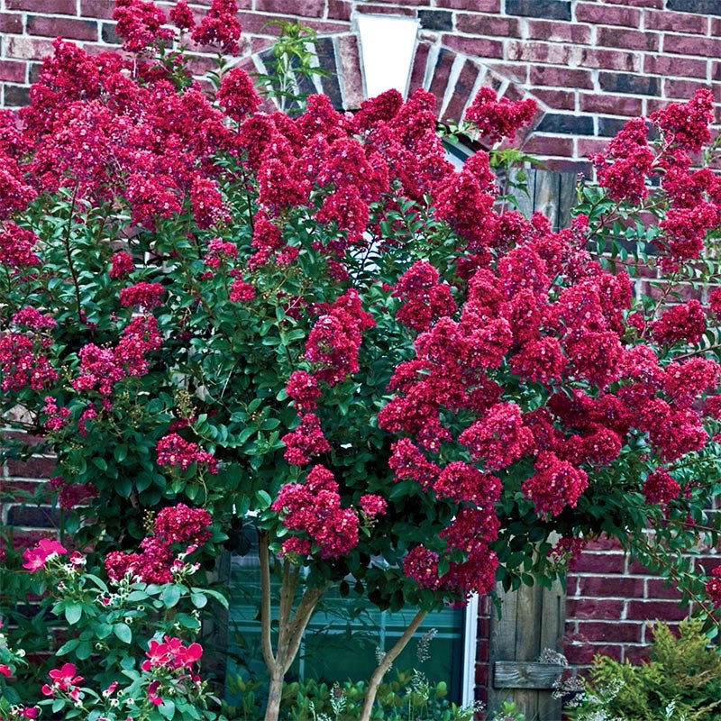 Tonto Hardy Crape Myrtle At Spring Hill Nurseries – Spring Hill Nursery