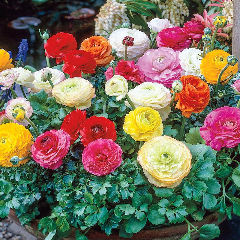 Mixed Ranuculus | Spring Hill Nurseries – Spring Hill Nursery