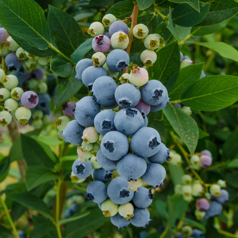 Blueberry Nelson