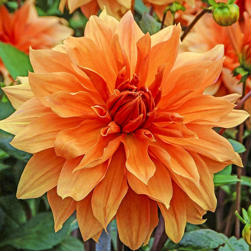 Dahlia Babylon Bronze Bulbs Spring Hill Nurseries Spring Hill Nursery