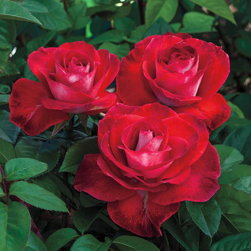 Smokey Raspberry Rose Smokin Hot Rose Jumbo Bareroot | Spring Hill Nurseries – Spring Hill ...
