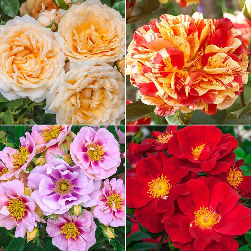 How Big Shrub Roses Our Choice Jumbo Shrub Rose - Shop Jumbo Roses | Spring Hill – Spring ...