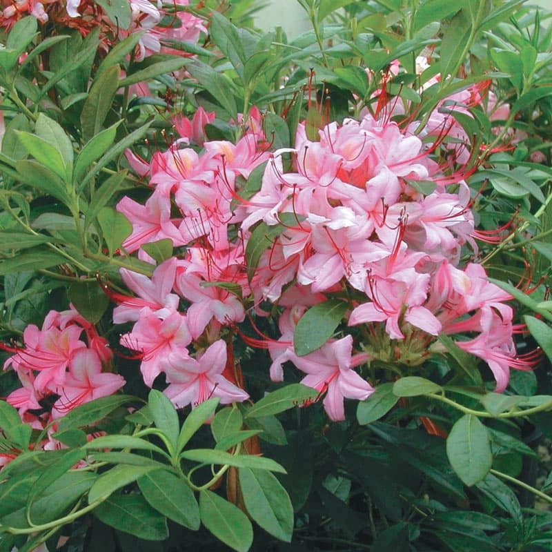 Pink and Sweet Azalea| Shop Azalea Plants | Spring Hill – Spring Hill ...