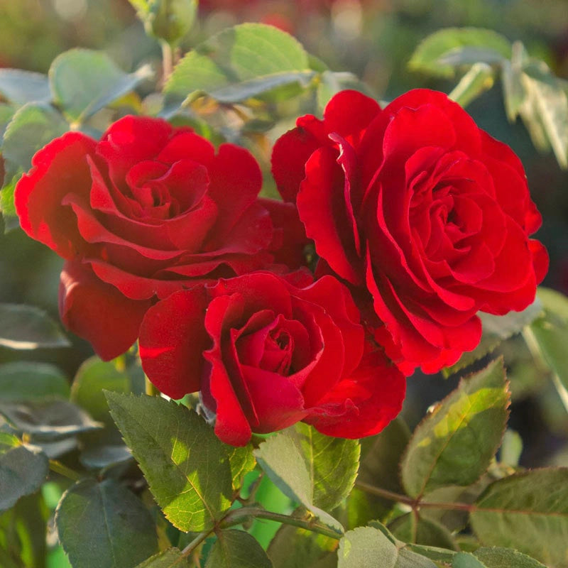 Oh My!™ Floribunda Rose | Red Roses | Spring Hill Nurseries – Spring ...
