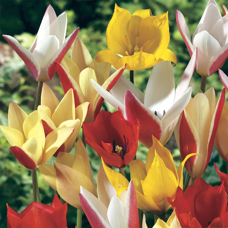 Tulip Springfield Buy All Spring Tulip Mix at Spring Hill Nursery