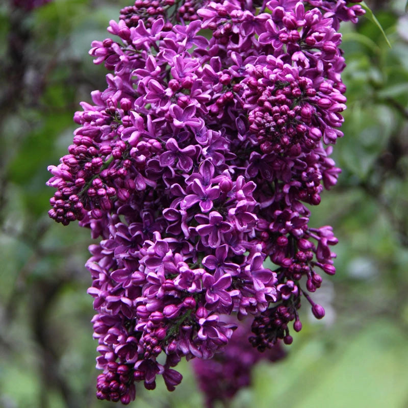 Albert Holden Lilac Shop Lilacs Spring Hill Spring Hill Nursery