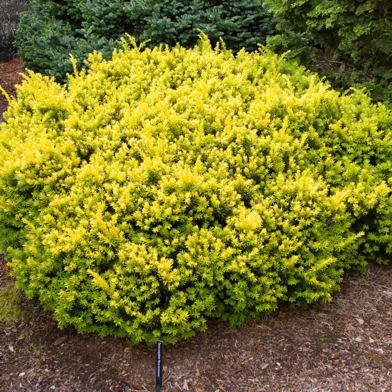 Golden Dwarf Japanese Yew Shop Evergreens Spring Hill Spring Hill