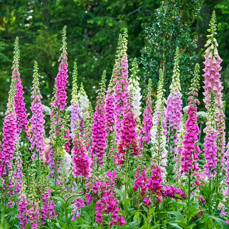 Giant Shirley Foxglove Mix – Spring Hill Nursery