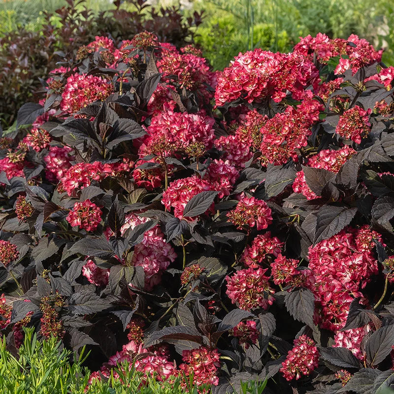 first-editions-eclipse-bigleaf-hydrangea-spring-hill-nursery
