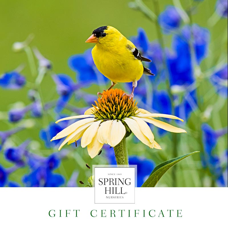 EGift Certificate Goldfinch Design Spring Hill Nursery